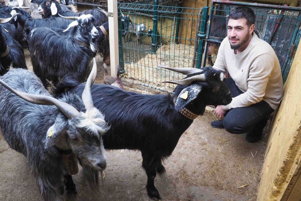 Urbano, el maestro quesero y guardián de las cabras de Tacoronte