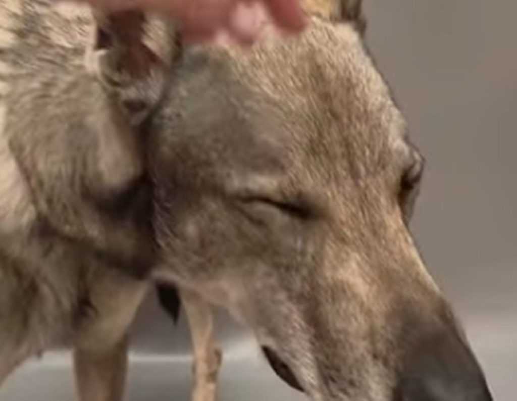 Valle Colino busca familia para Mojo, un lobo herreño recogido en la calle. | Valle Colino