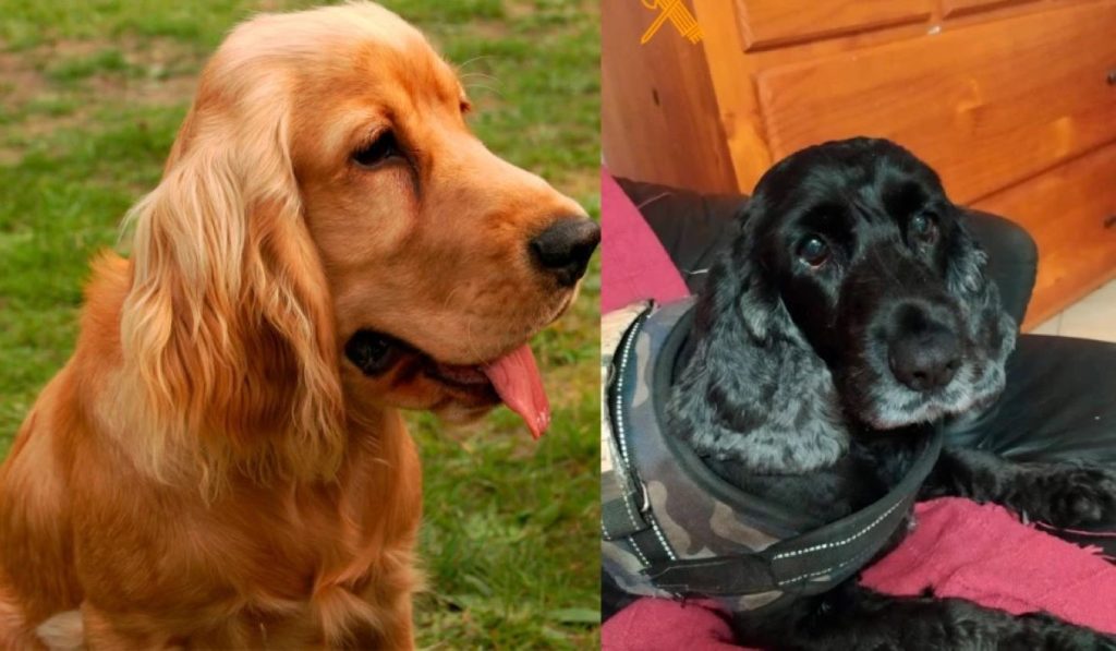 Eutanasia ilegal perros Gran Canaria SEPRONA investigación