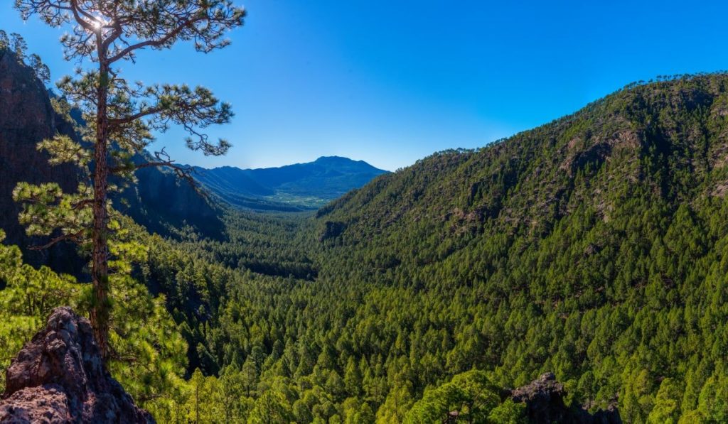 El sistema pionero que llega a Canarias para salvar sus montes: 39 sensores con IA que 'leen' incendios
