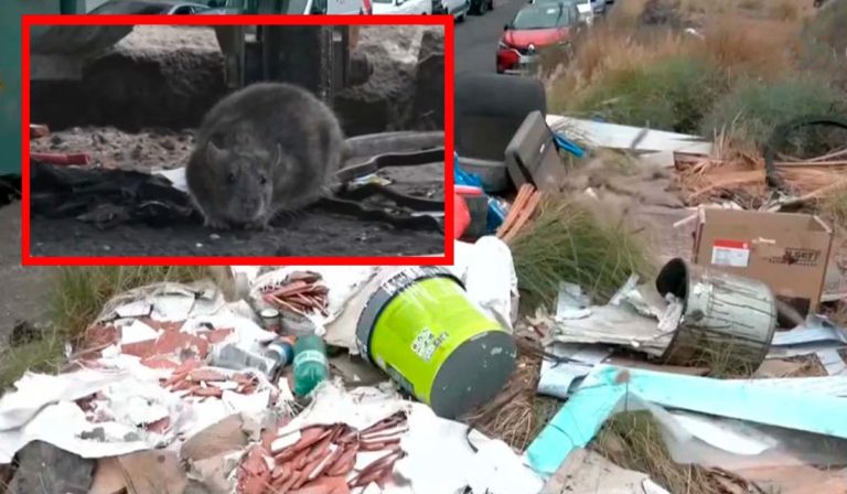 Una plaga de ratas desata la indignación de los vecinos en el Polígono ...
