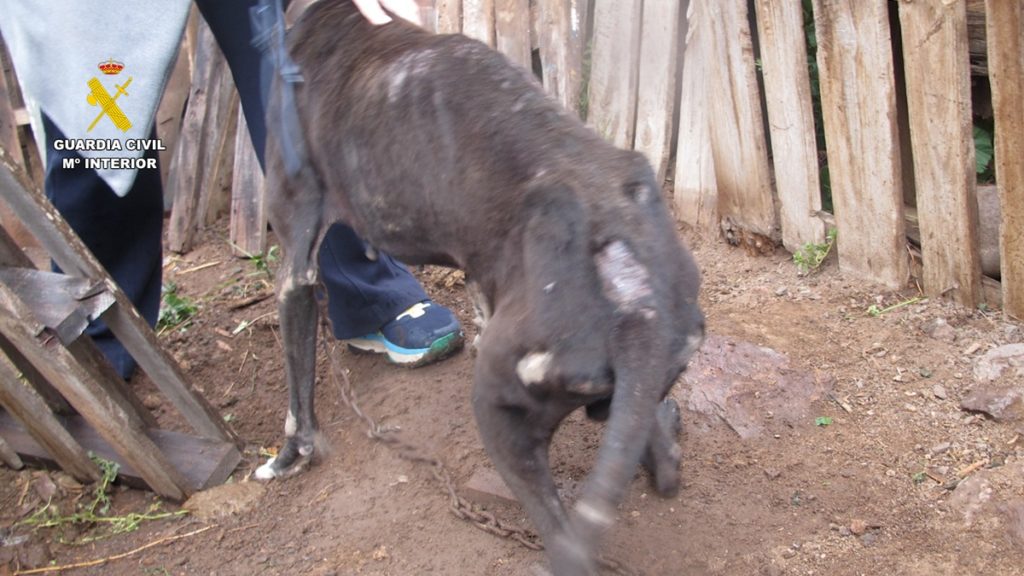 Nuevo caso de maltrato animal en Canarias: la Guardia Civil rescata a 29 perros en condiciones deplorables