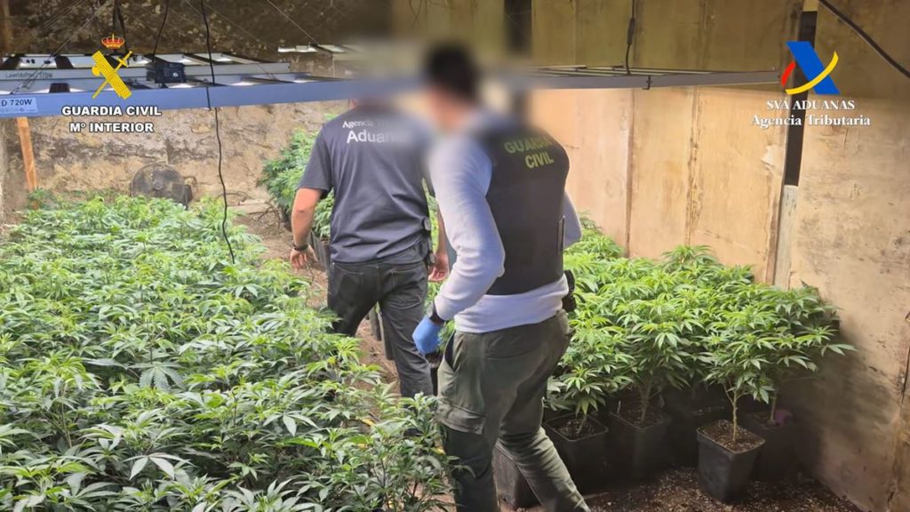La Guardia Civil desmantela una fábrica de droga en Tenerife: polen, rosin, sirope de cannabis y 700 plantas