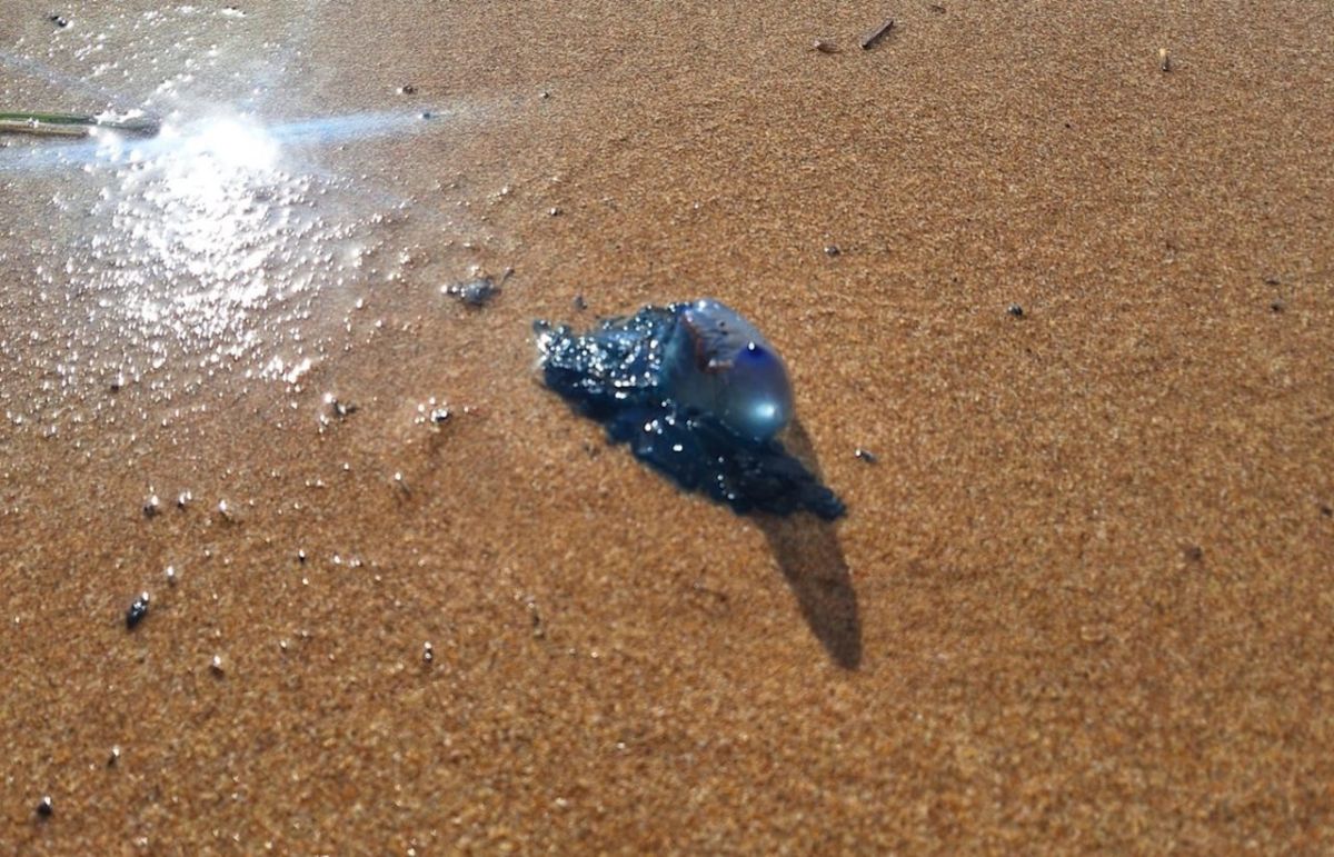 Ejemplar de carabela portuguesa de color azul violáceo sobre la arena de la playa de Las Teresitas, Tenerife