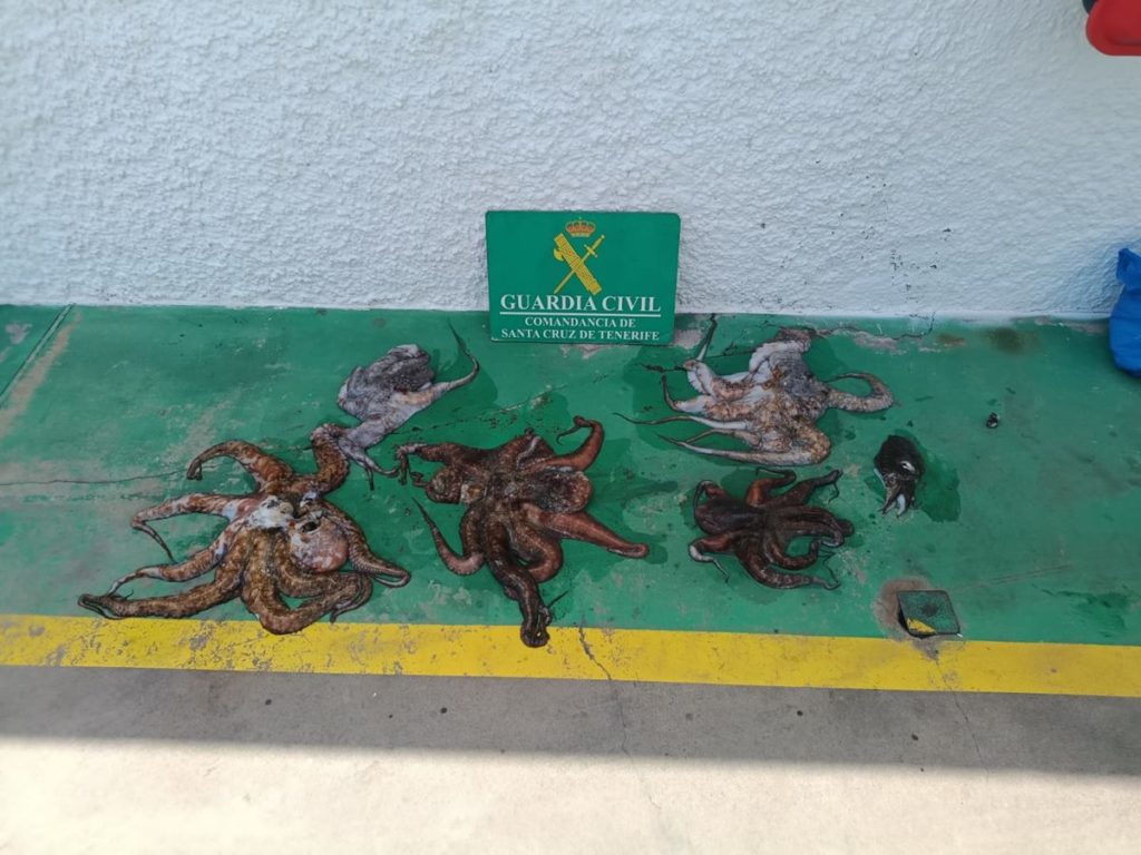 Pillados con 22 kilos de pulpo pescados ilegalmente en una zona prohibida de Tenerife: hasta 300.000 euros de multa
