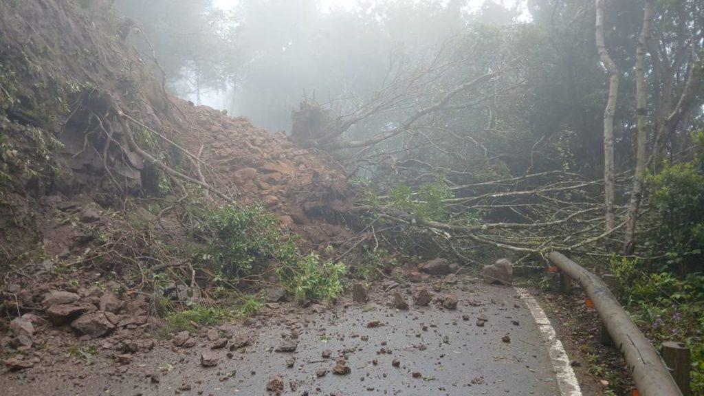 Un "gran árbol" se desploma en Anaga y corta por completo la carretera hacia Taborno