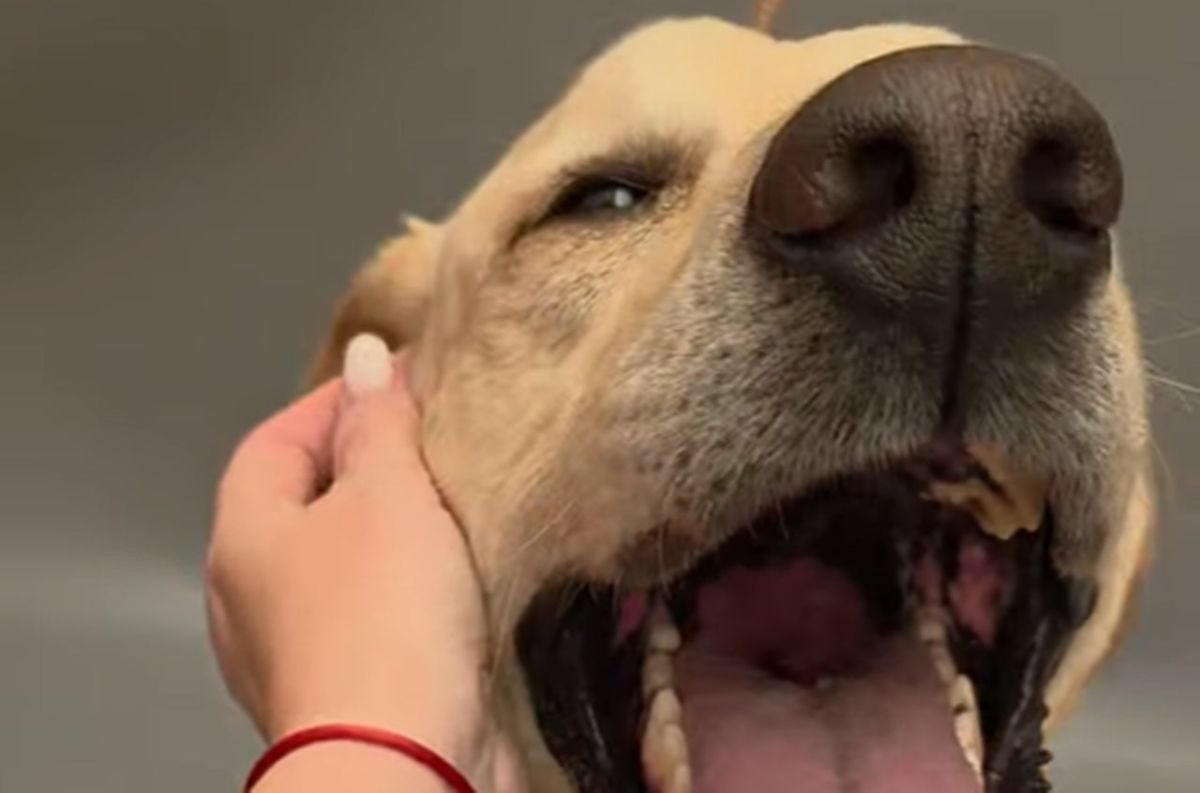 La policía retira a un perro a su dueña en Tenerife