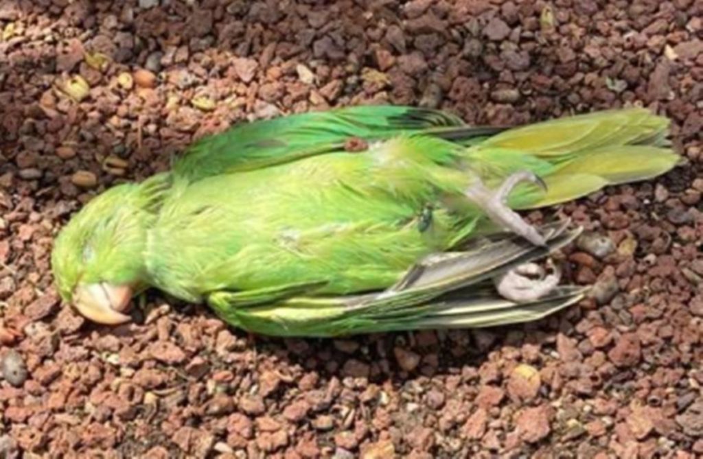 El cuerpo sin vida de un ave en Costa del Silencio, en Arona