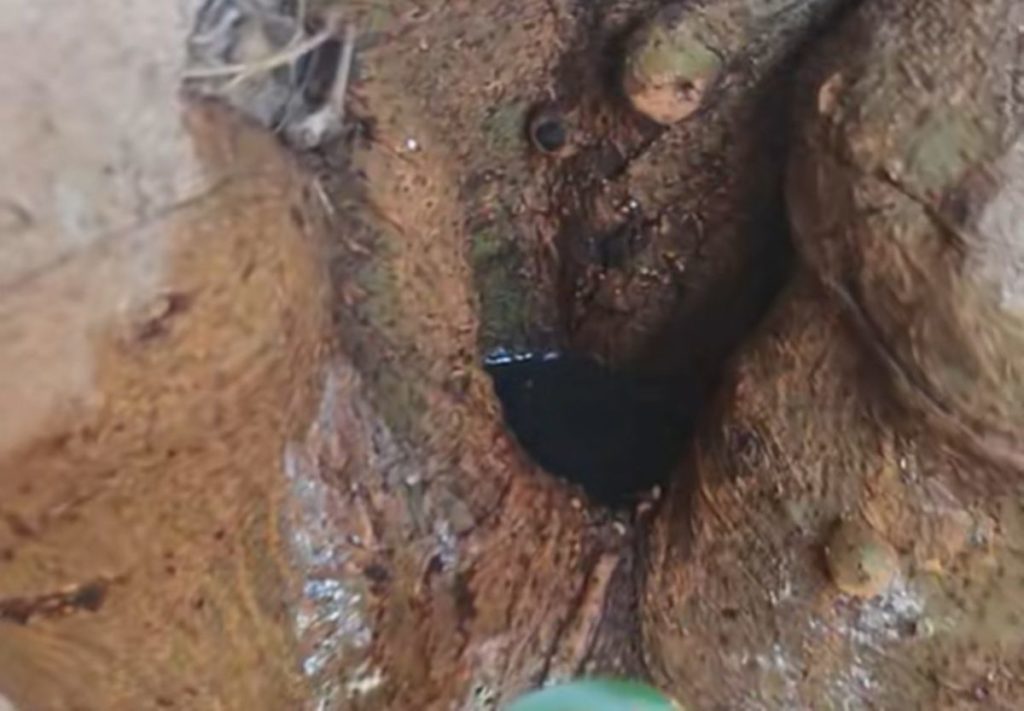 Denuncian que un vecino de Santa Cruz de Tenerife seca un árbol con gasoil