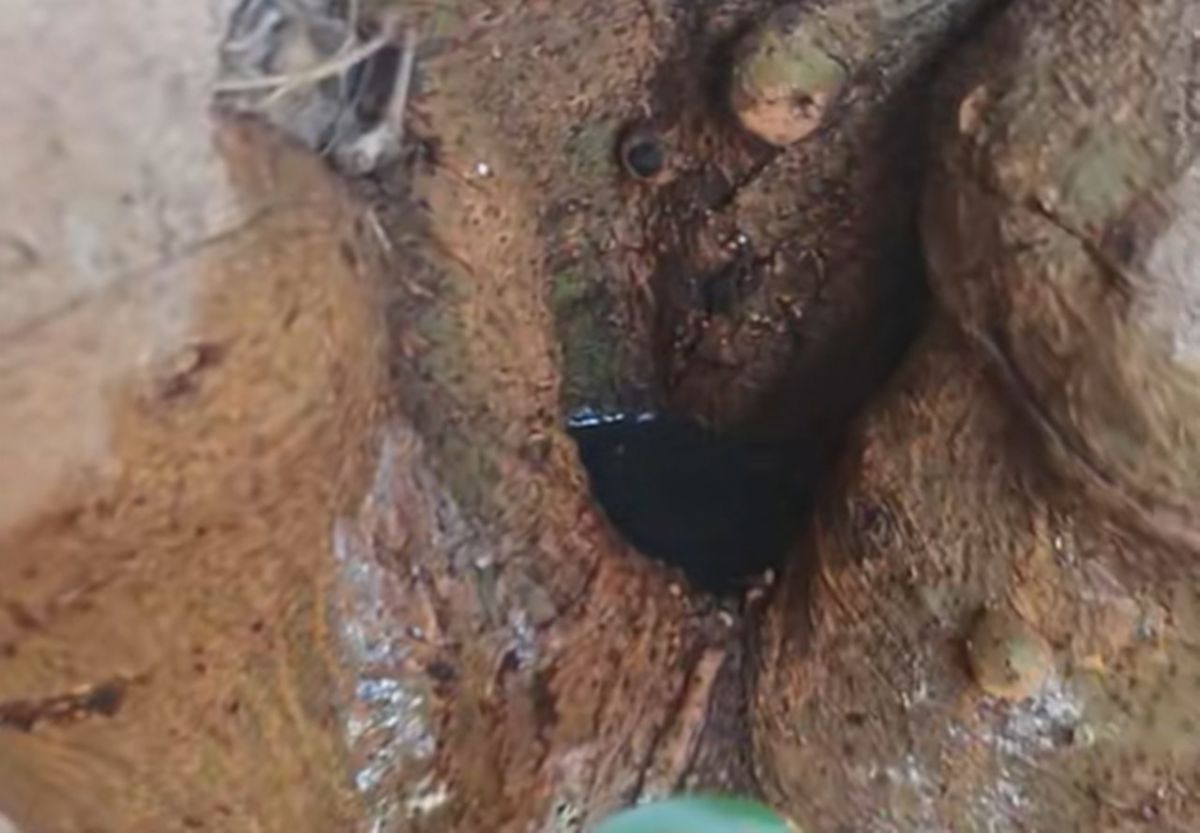 Denuncian que un vecino de Santa Cruz de Tenerife seca un árbol con gasoil