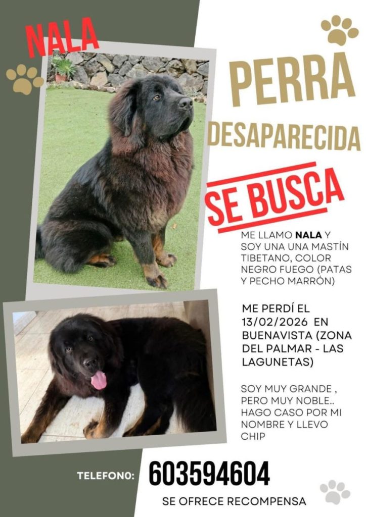 El grito de auxilio de la familia de Nala, la mastín tibetano desaparecida en Tenerife