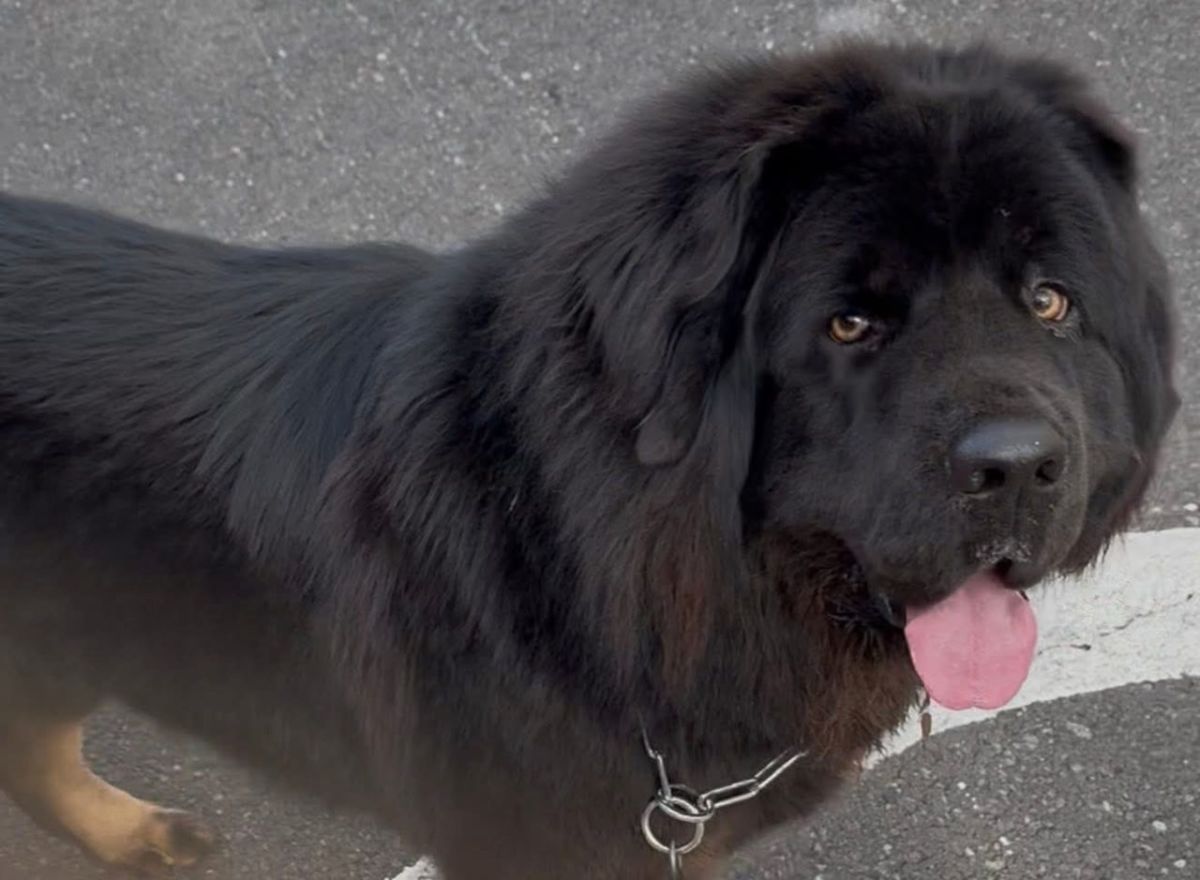 Nala, la mastín tibetano desaparecida en Tenerife