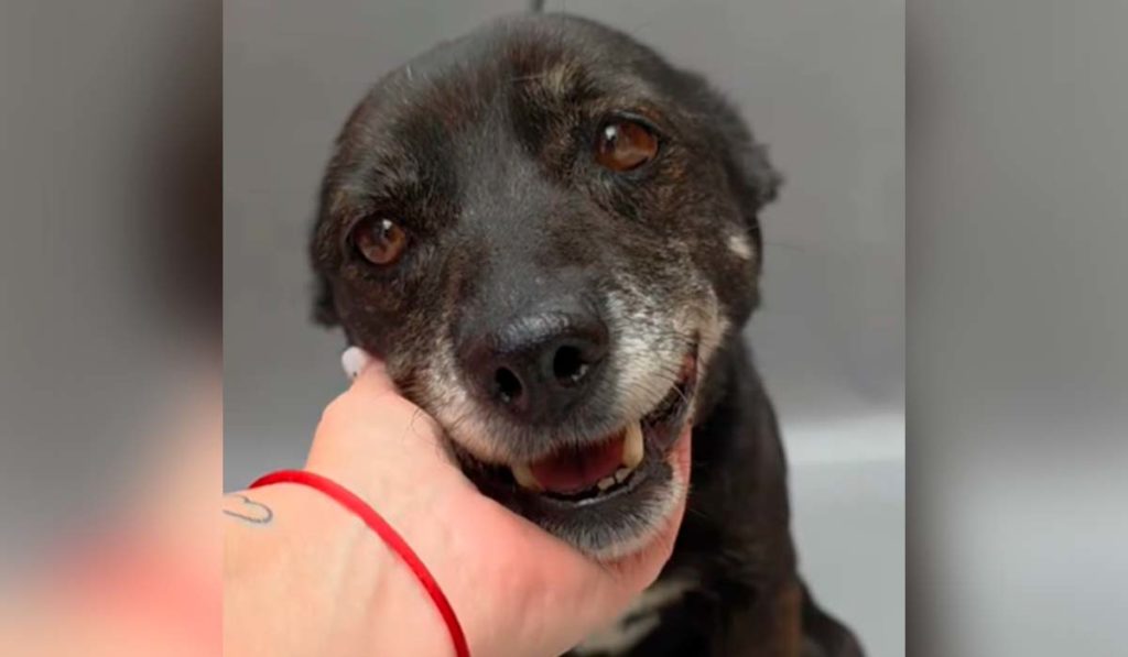 Llamamiento urgente para buscar un hogar a Negra, abandonada en Tenerife: "Su dueño nunca respondió"