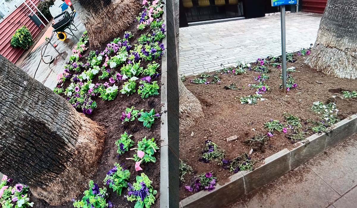 Indignación entre vecinos de Santa Cruz de Tenerife: plantan flores por la mañana y así quedan por la tarde
