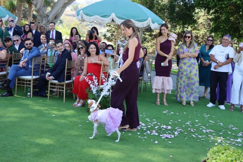 Las mascotas también llegan al altar en el norte de Tenerife