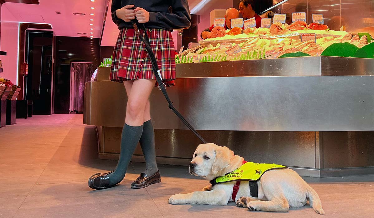 El aviso a los comercios de Canarias: el error que muchos cometen al ver a estos perros