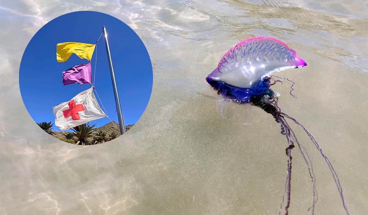 Alerta en la playa de Las Teresitas por la presencia de carabelas portuguesas