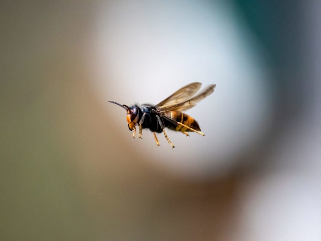 Detectan por primera vez la avispa asiática en Canarias: así puedes identificarla