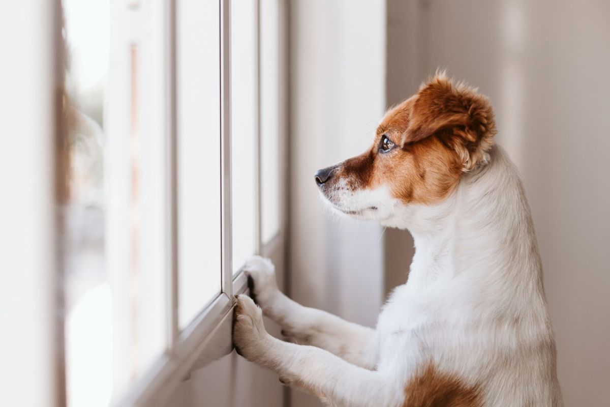 La Ley de Bienestar Animal prevé multas de hasta 50.000 euros si dejas sola a tu mascota en algunos casos