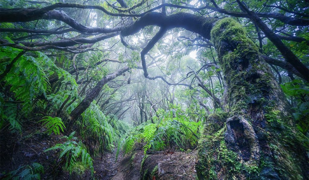 La ruta de senderismo en Tenerife que te lleva a un "bosque jurásico" para ver una flor única en el planeta
