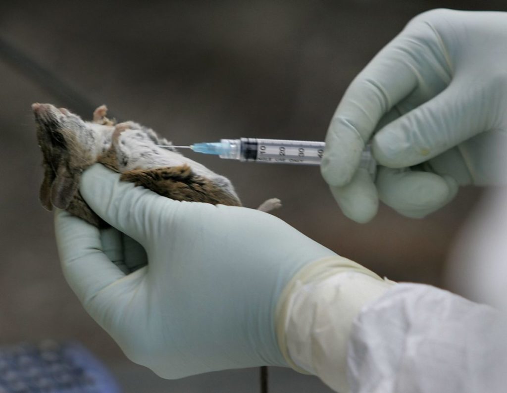 ¿Qué es el hantavirus? los síntomas y riesgos de la grave enfermedad detectada en un crucero destino Canarias