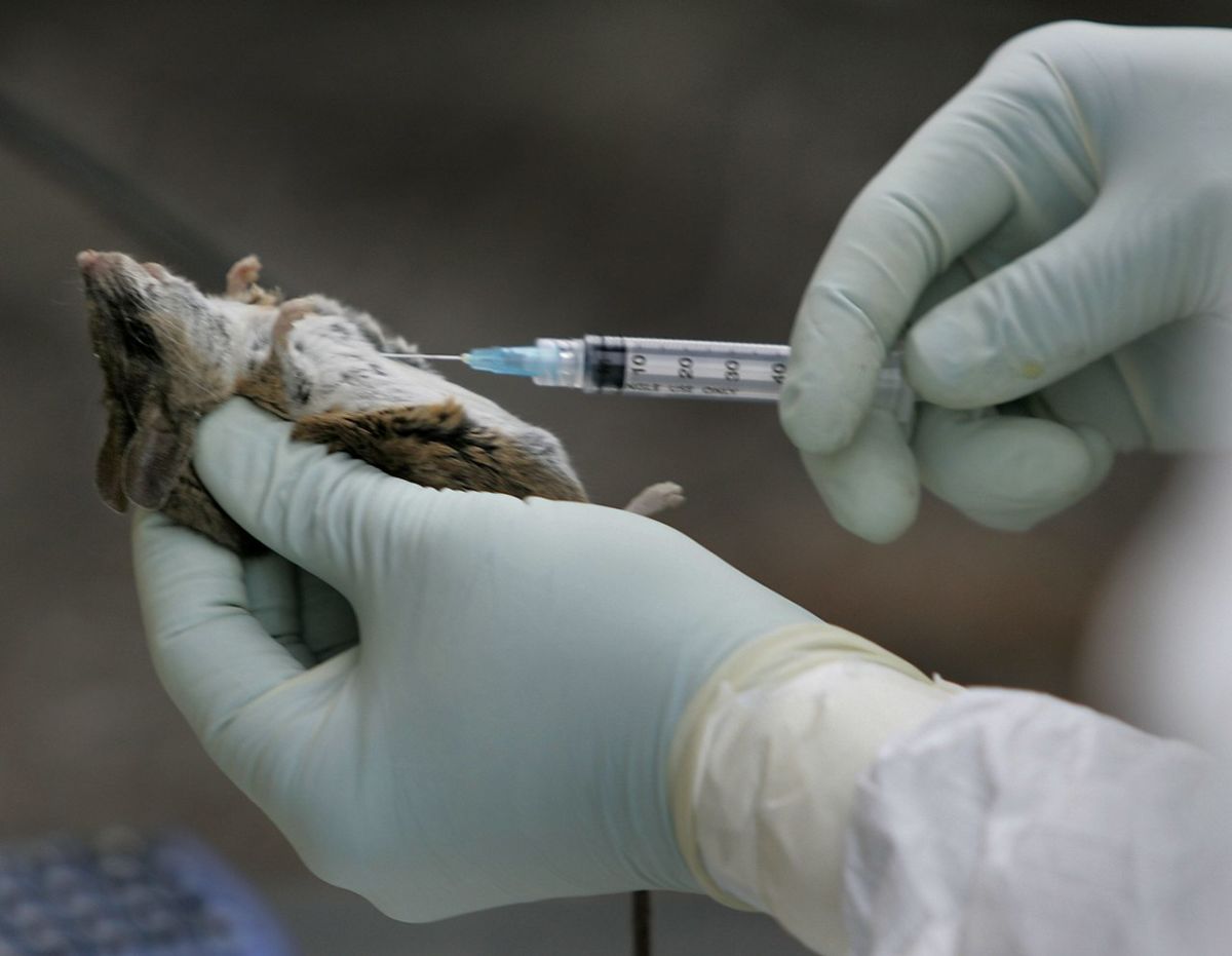 ¿Qué es el hantavirus? los síntomas y riesgos de la grave enfermedad detectada en un crucero destino Canarias