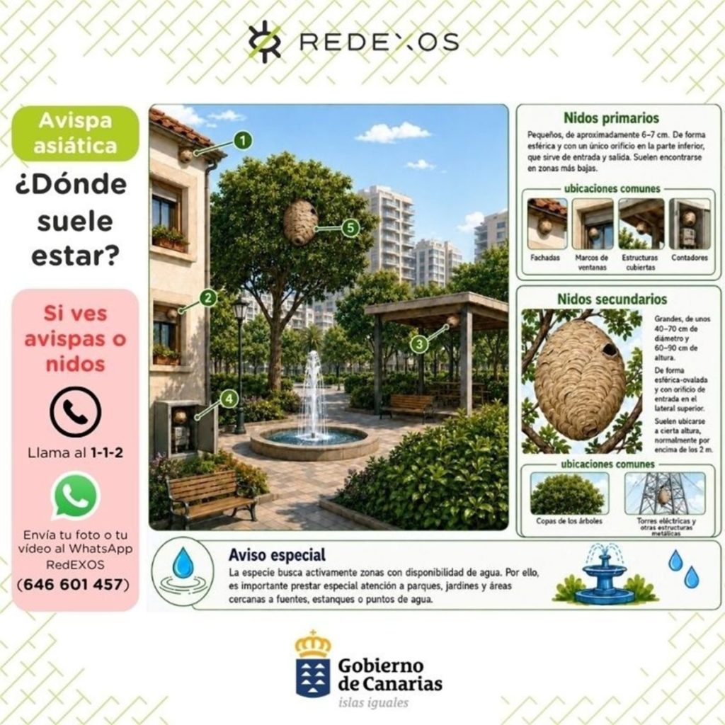 Avispa asiática. | Gobierno de Canarias