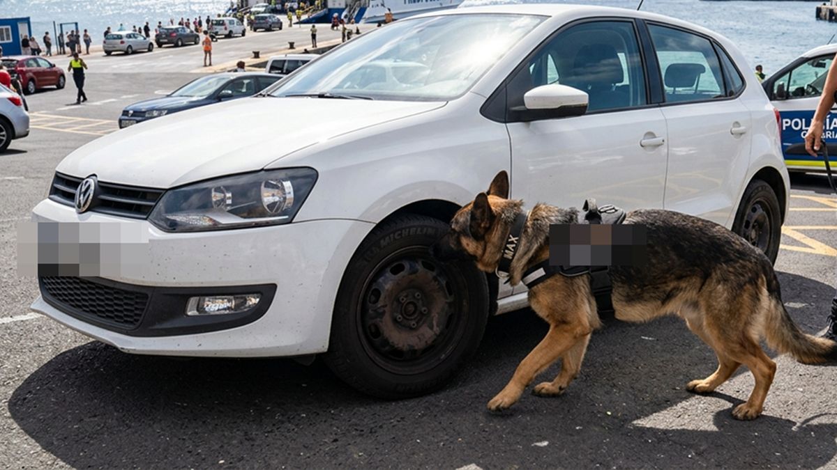 La Policía Canaria alerta: puedes llevar una culebra real de California en tu coche