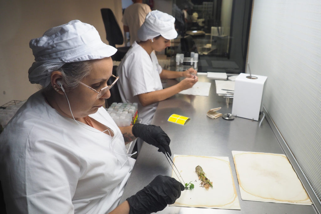 Cultesa, el laboratorio de Tenerife que garantiza el futuro del plátano y las papas desde hace 40 años
