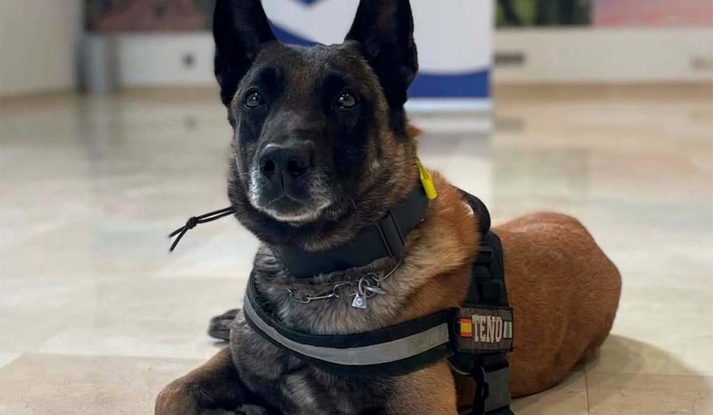 Santa Cruz de Tenerife Police Mourn Death of Long-Serving K9 Teno