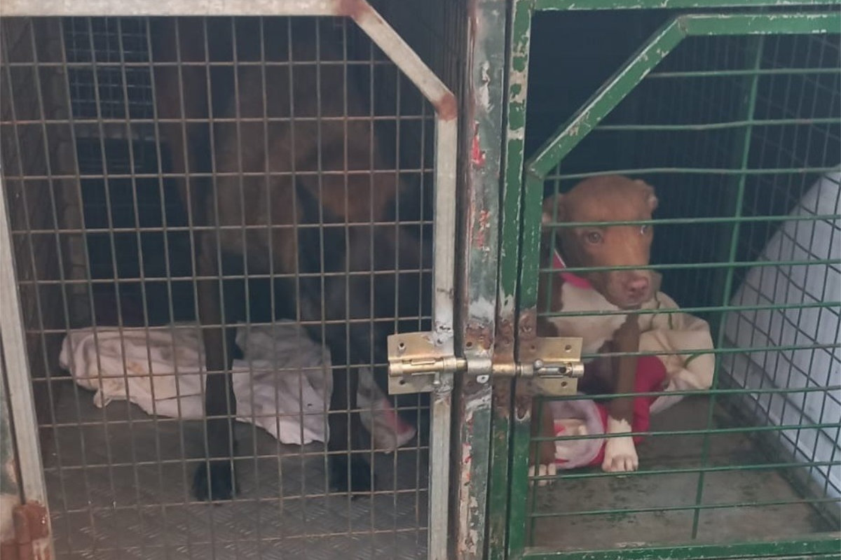 Policía Nacional y Policía Local de Santa Cruz rescatan a dos cachorros de una vivienda en abandono