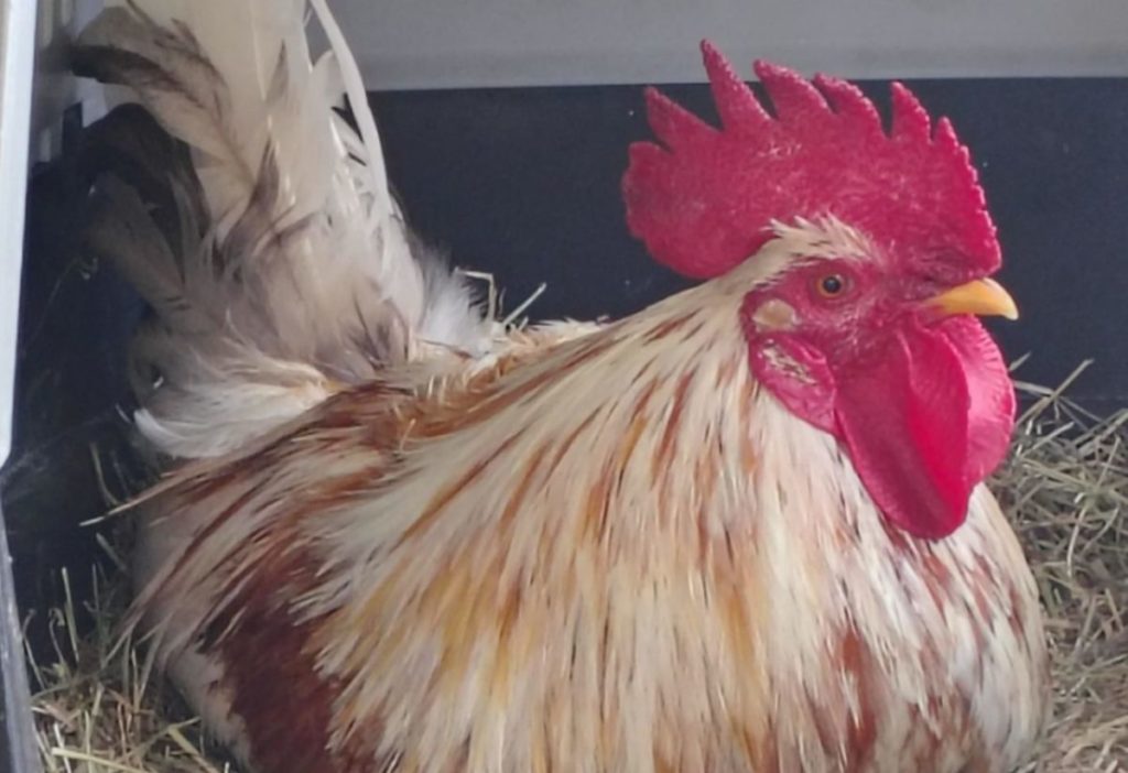 El famoso gallo de La Laguna