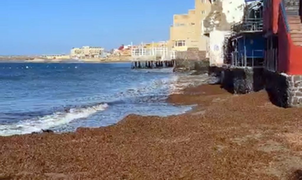 Una gran acumulación de algas limita el uso de Playa Chica en El Médano