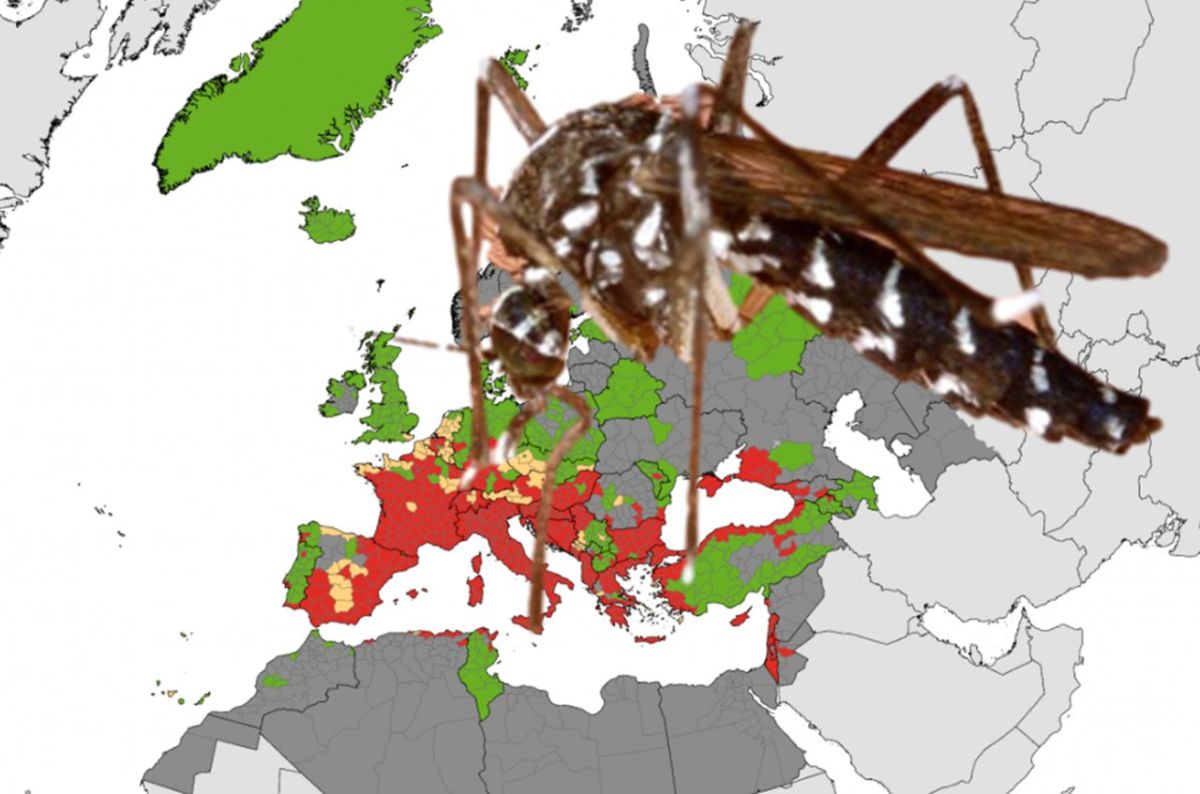 Chikungunya, el virus tropical que ya afecta a miles de personas