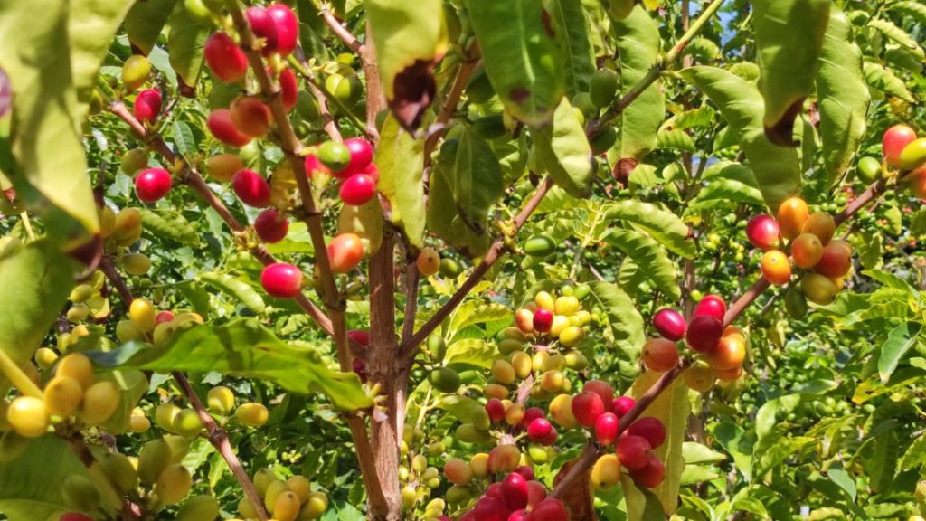 El café toma Canarias como un lugar singular para este cultivo en Europa