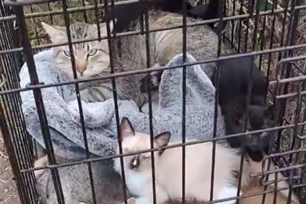 Abandonan varios gatos en jaulas en Tenerife: “No es ayudarlos ni salvarlos”