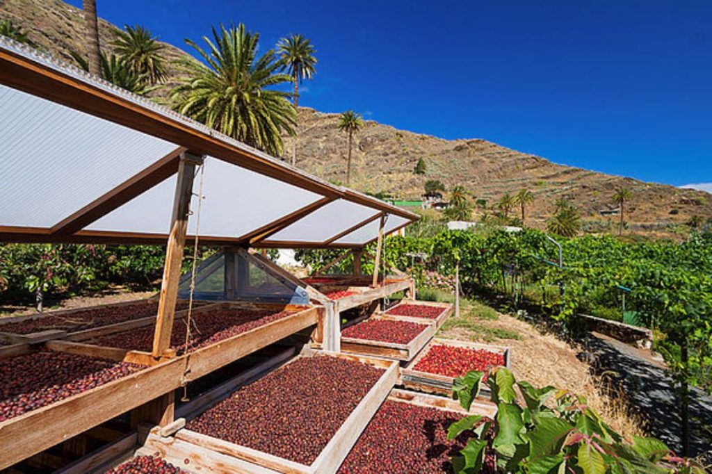 El café toma Canarias como un lugar singular para este cultivo en Europa
