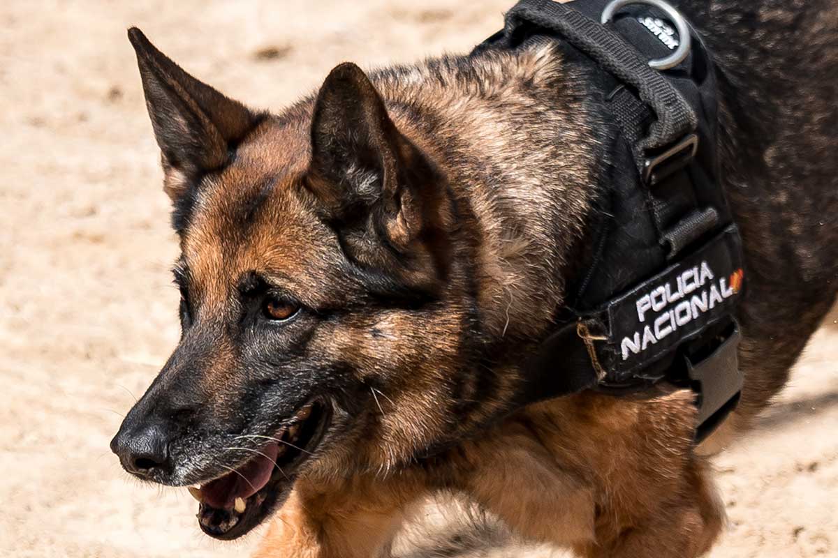 El infalible olfato de dos perros policía destapa un ingenioso escondite de droga en Canarias
