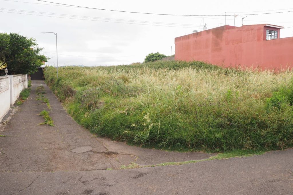 Tacoronte Resident Sues City Council Over Neglected, Pest-Infested Urban Plot