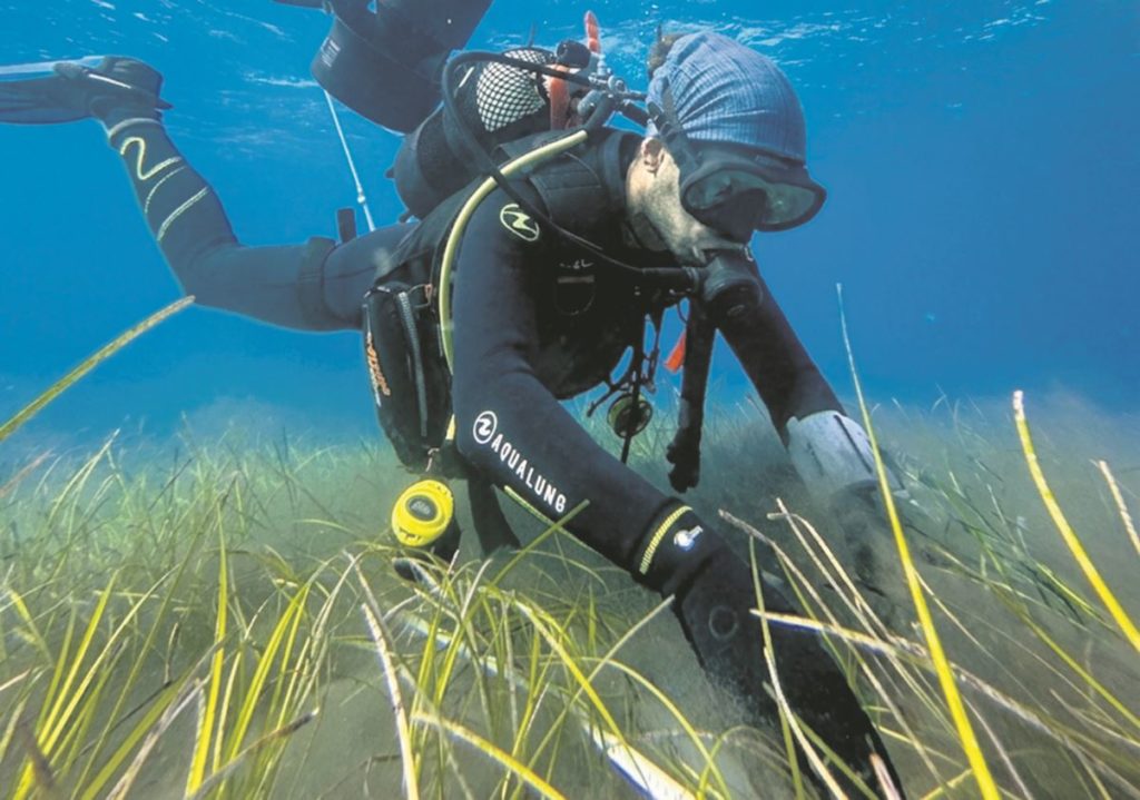 Inician un programa pionero de cultivo de sebadales en Tenerife para regenerar los ecosistemas marinos de Canarias