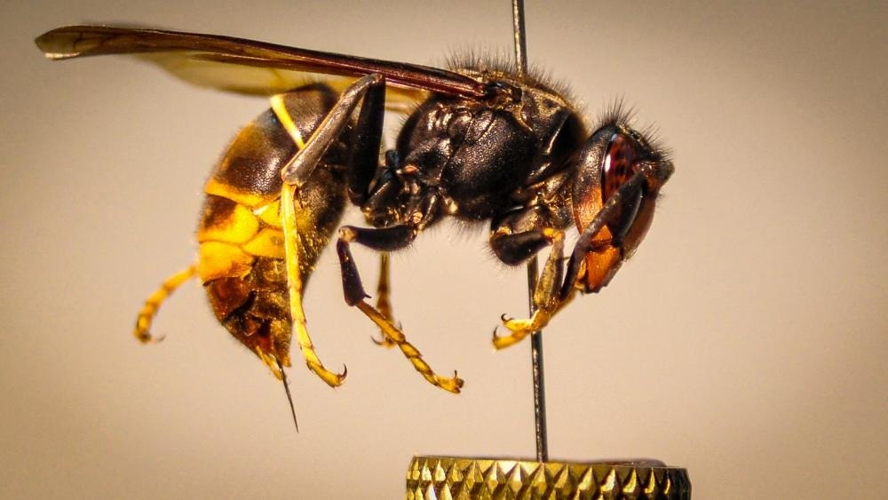 Tenerife Launches Emergency Strategy to Combat Invasive Asian Hornet Threat