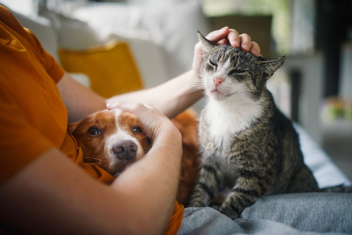 Los expertos avisan por si tienes un gato empalagoso en casa: los 3 errores fatales que cometes a diario sin saberlo