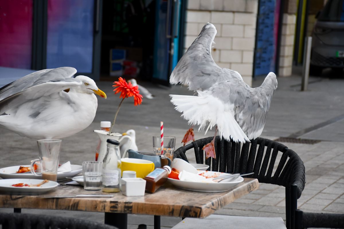 Un hombre acaba detenido tras matar a una gaviota en una terraza porque le robó el pincho