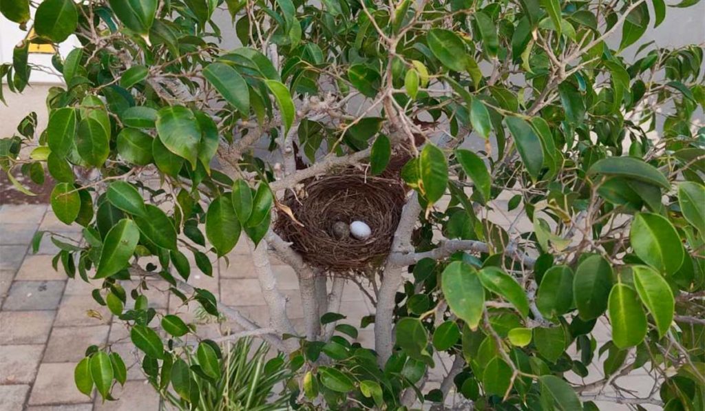 Denuncian la poda de palmeras en Santa Cruz de Tenerife por vulnerar la protección de la avifauna en época de cría