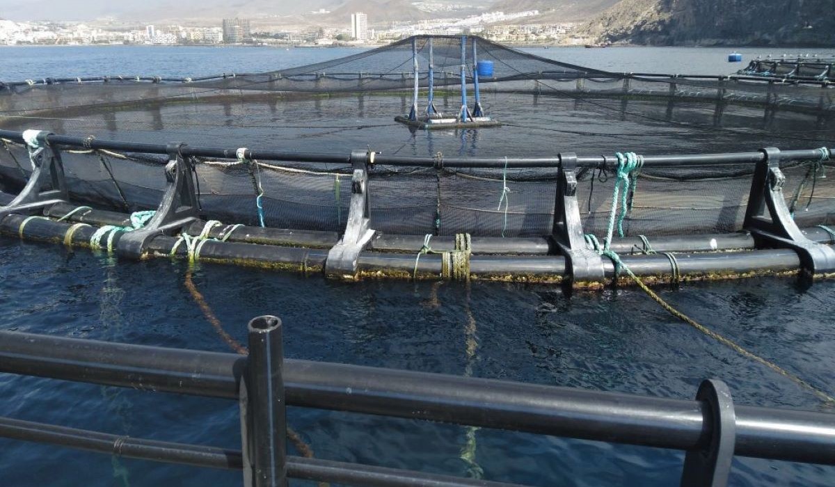 Pesca niega haber ocultado al Estado el proyecto de la granja marina en Adeje
