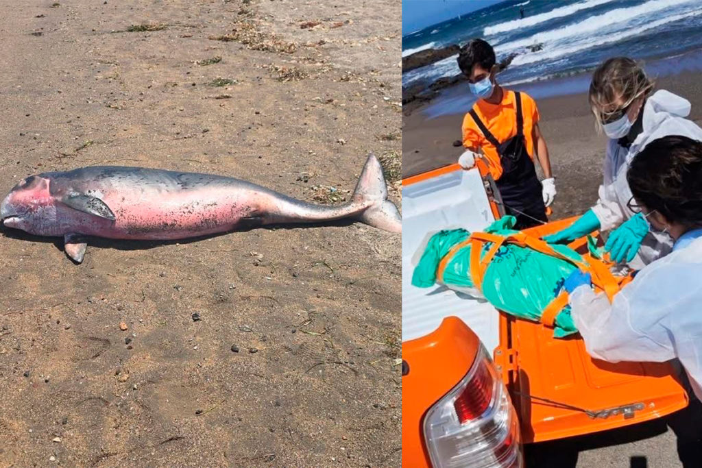 Una cría de cachalote aparece muerta en El Médano