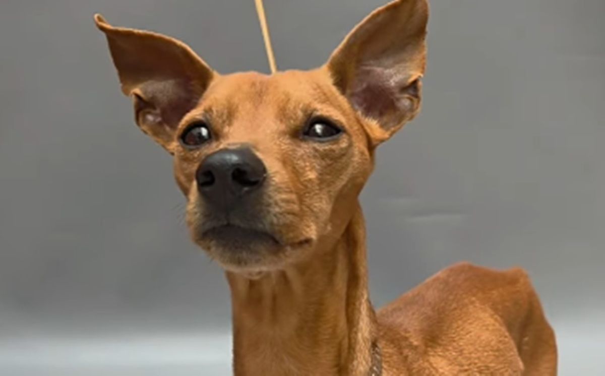 Lucky, el perro de 9 años que busca un hogar en Tenerife