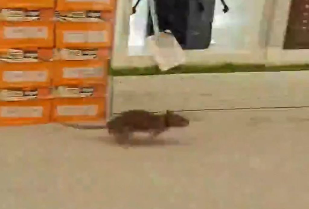 Plaga de roedores en Candelaria: comerciantes denuncian daños y crisis de salubridad por las obras públicas