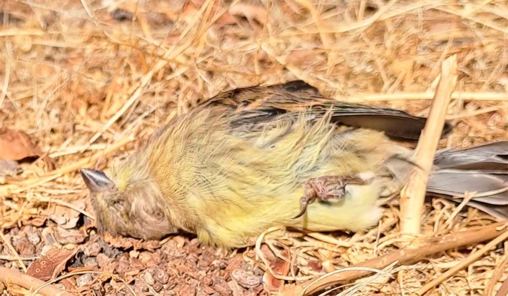 Alertan de la muerte de aves en la TF-1 por las pantallas transparentes