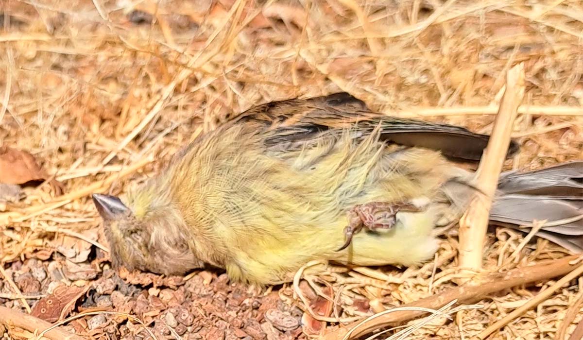 Alertan de la muerte de aves en la TF-1 por las pantallas transparentes